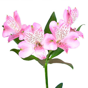 Alstroemeria Select Pink ca x 24 bu x 12 stm