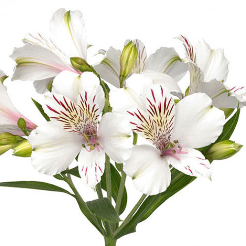 Alstroemeria Select White ca x 24 bu x 12 stm