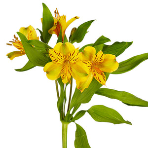 Alstroemeria Select Yellow ca x 24 bu x 12 stm