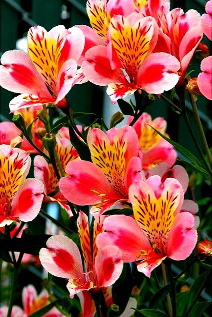 Alstroemeria Assorted 55 CM