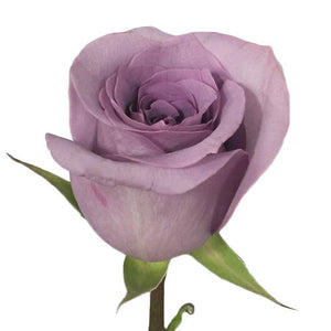 Rose 60 cm Lavender ca x 25 bu x 25 stm