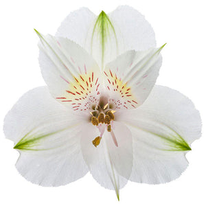 Alstroemeria Cream Fancy ca x 200 stm