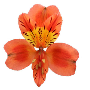Alstroemeria Orange Select ca x 200 stm
