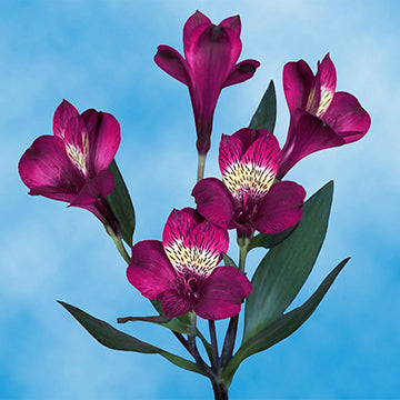 Alstroemeria Pink Fancy Dreamland ca x 200 stm
