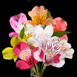 Alstroemeria Select Assorted ca x 24 bu x 12 stm