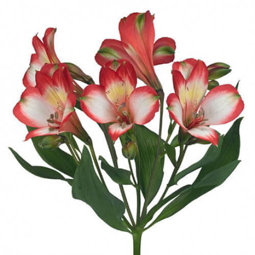 Alstroemeria Select Bi-Color ca x 24 bu x 12 stm