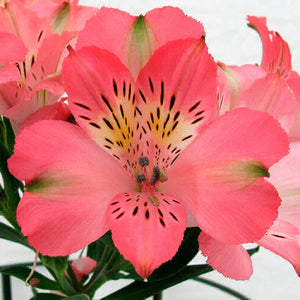 Alstroemeria Select Coral ca x 24 bu x 12 stm