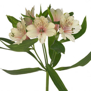 Alstroemeria Select Creams ca x 24 bu x 12 stm