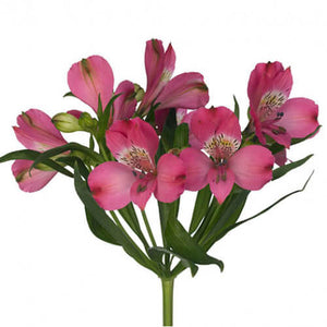 Alstroemeria Select Hot Pink ca x 24 bu x 12 stm