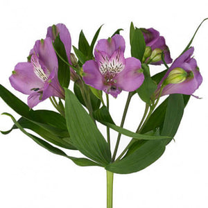 Alstroemeria Select Lavender ca x 24 bu x 12 stm