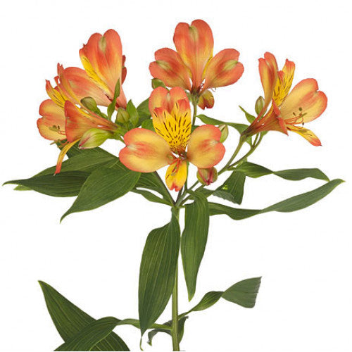 Alstroemeria Select Orange ca x 24 bu x 12 stm