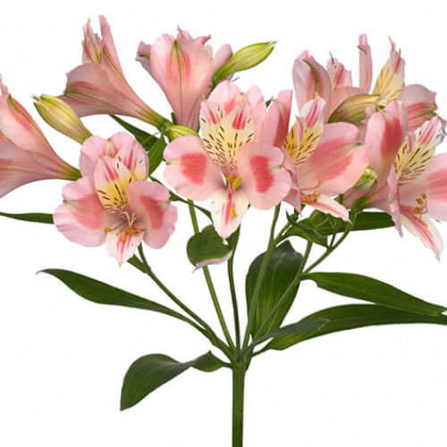 Alstroemeria Select Peach ca x 24 bu x 12 stm