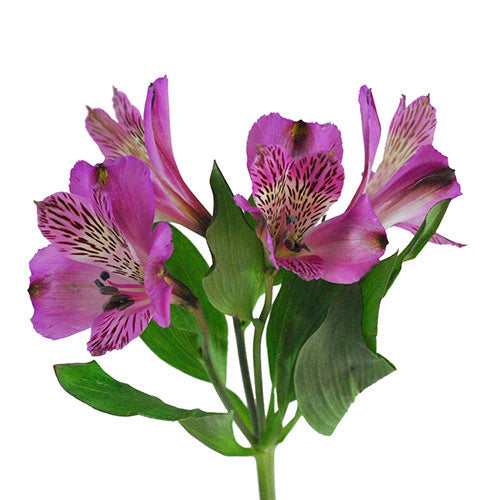 Alstroemeria Select Purple ca x 24 bu x 12 stm