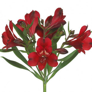 Alstroemeria Select Red ca x 24 bu x 12 stm