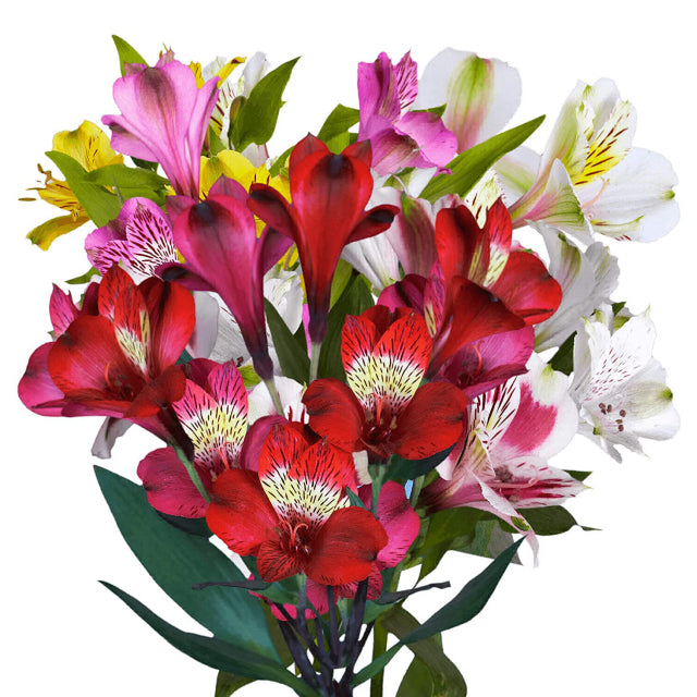 Alstroemeria Select Assorted ca x 24 bu x 12 stm