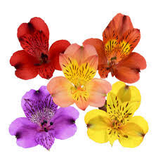 Alstroemeria Select Assorted ca x 24 bu x 12 stm