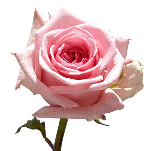 Rose 50 cm Pink ca x 25 bu x 25 stm