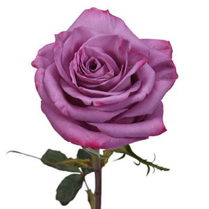 Rose 50 cm Purple ca x 25 bu x 25 stm