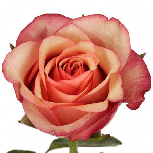 Rose 70 cm Bi-Color ca x 25 bu x 25 stm