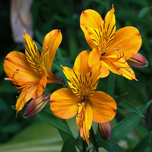 Alstroemeria stm