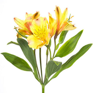 Alstroemeria Select Yellow Bella Star ca x 24 bu x 12 stm