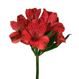 Alstroemeria Select Red Chicago ca x 24 bu x 12 stm