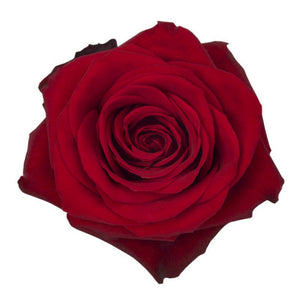 Rose 50 cm Red Freedom Tavola bu