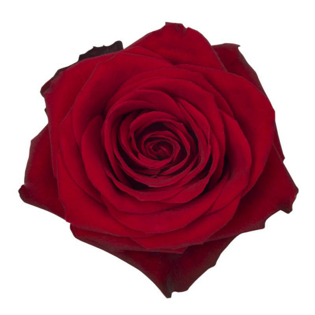 Rose 50 cm Red Freedom Rosaprima bu