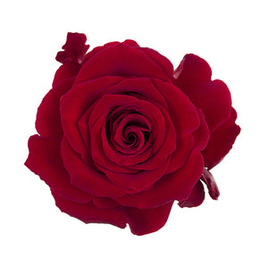 Rose 50 cm Red Fortune Rosaprima bu